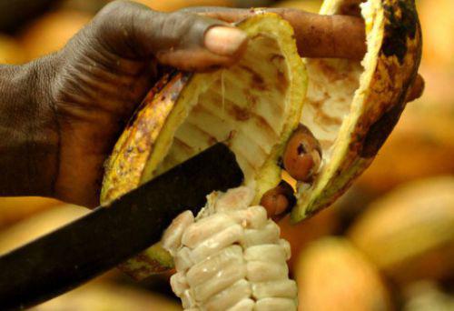 18/04/16 Côte d’Ivoire: les prix actuels du cacao divisent les acteurs de la filière